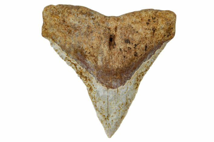 Fossil Bull Shark Tooth (Carcharhinus) - Angola #259474